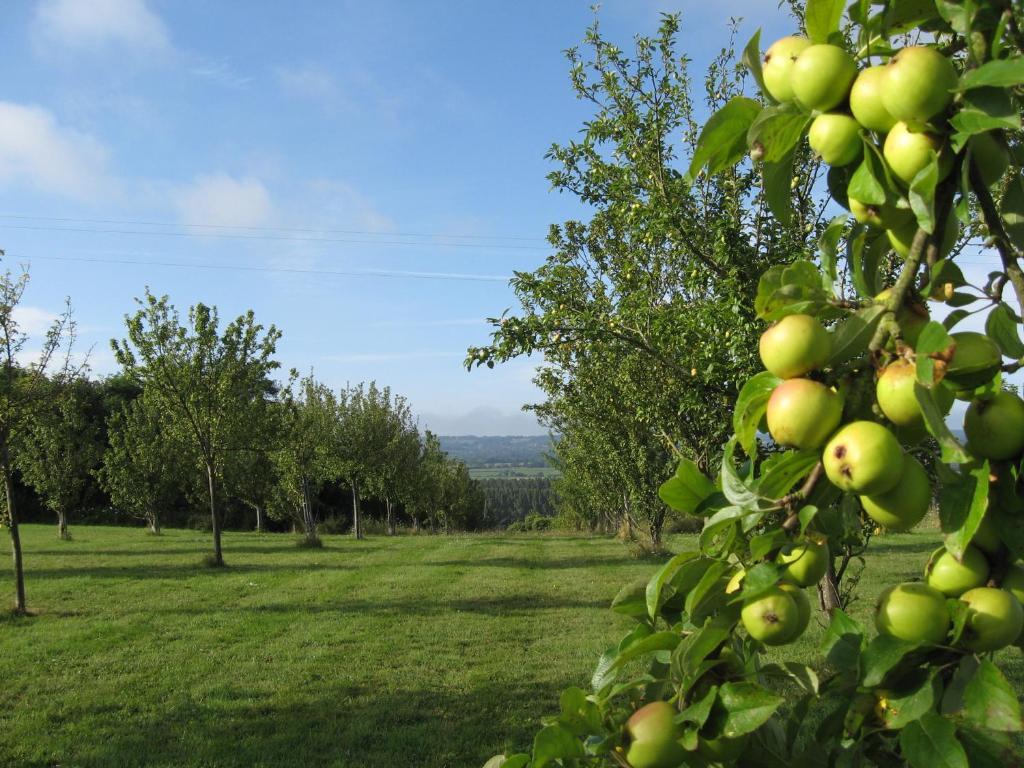 Le Mont D'Auge Bed and Breakfast Canapville  Exterior foto
